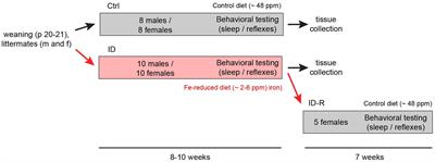 Effects of iron-deficient diet on sleep onset and spinal reflexes in a rodent model of Restless Legs Syndrome